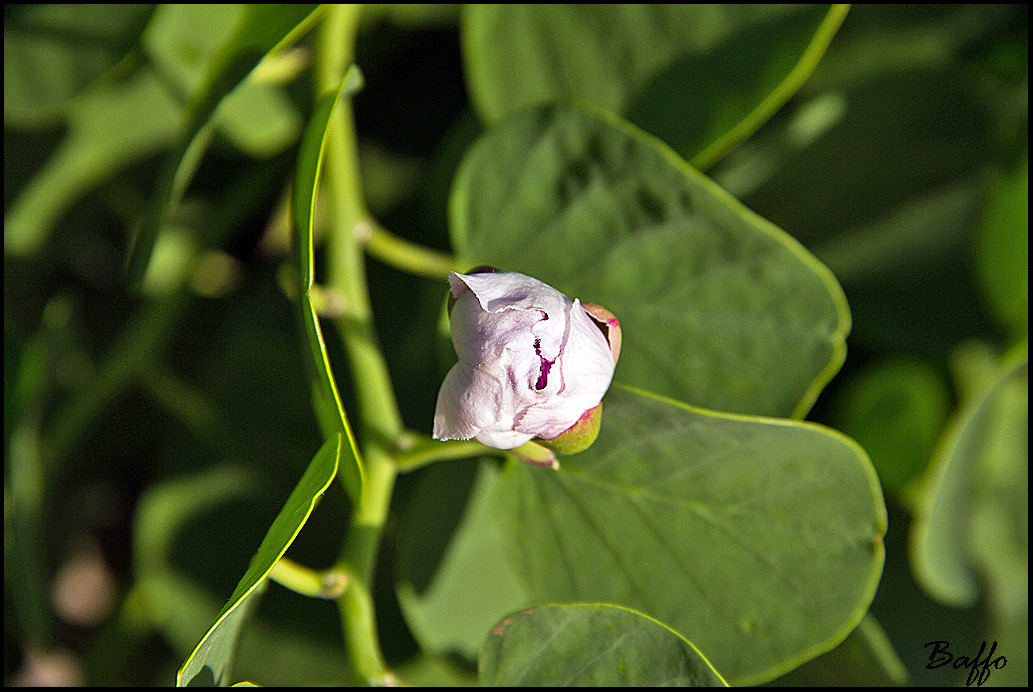 Capparis spinosa